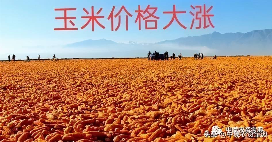 全国粮食价格迎来新高峰，共享丰收喜悦！